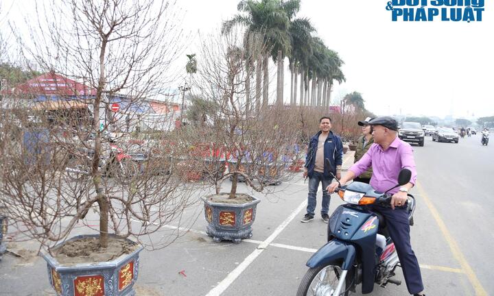 Bộ Tài chính: Giá đào Tết tăng do bão Yagi, nguồn đào từ Nhật Tân không có