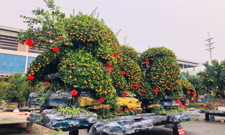 Đại gia Hưng Yên “xuống tiền” chốt chậu quýt khổng lồ nặng 12 tấn về chơi Tết
