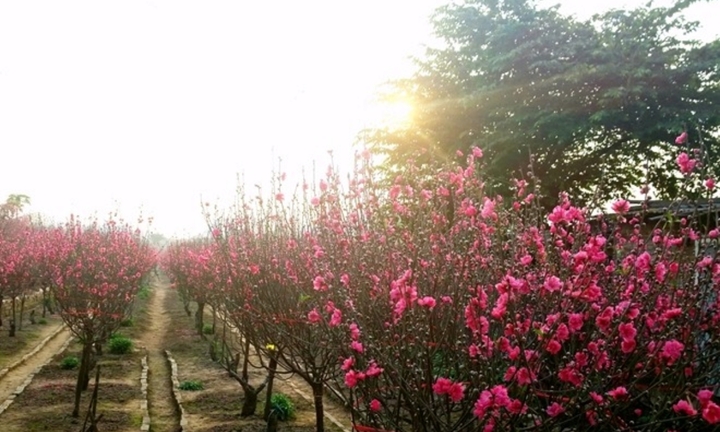 Dự báo thời tiết Tết Nguyên đán 2025: Bắc Bộ nắng đẹp trước khi chuyển mưa phùn