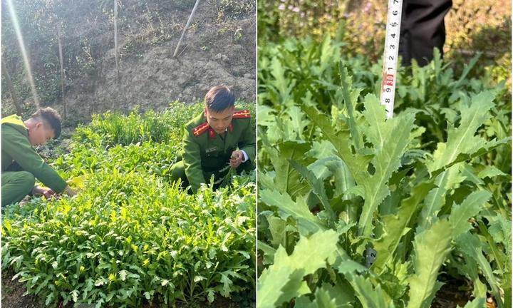 Phát hiện người đàn ông trồng 2.772 cây thuốc phiện tại vườn nhà