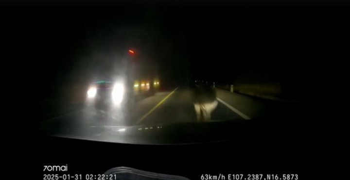 Clip: Lóa mắt vì đèn pha ngược chiều, ô tô con đâm trúng... trâu trên cao tốc