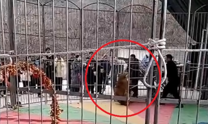 Clip: Thót tim cảnh sư tử bất ngờ tấn công nhân viên trong rạp xiếc khiến khán giả hoảng loạn