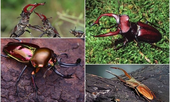 Loài vật kỳ dị giá ngất ngưởng, giới nhà giàu 