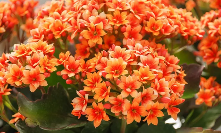 Loại hoa cứ ngắt lá vùi vào đất là sống