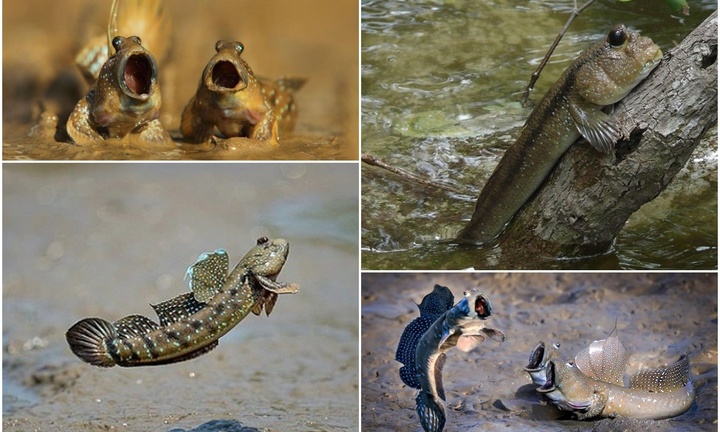Bí ẩn loài cá leo cây như khỉ, chạy bộ như gà giá nửa triệu/kg, dân sành ăn 
