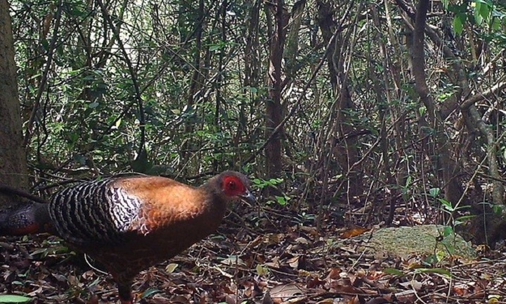 Mê mẩn vẻ đẹp của những loài động vật cực quý hiếm tại Vườn quốc gia Núi Chúa