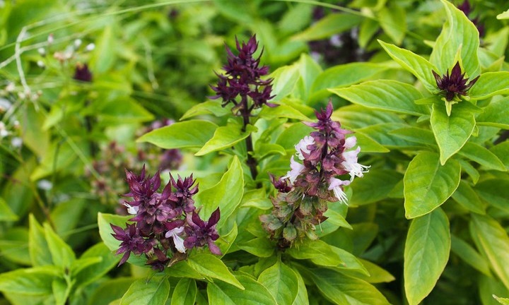 Loại rau gia vị được coi là cây phong thuỷ phát tài?