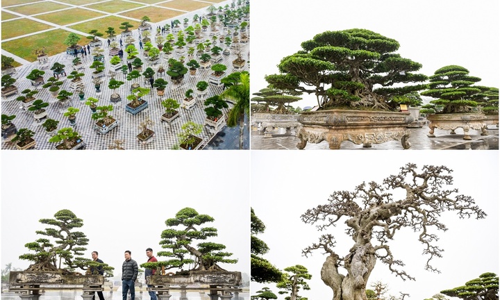 Choáng trước dàn 500 