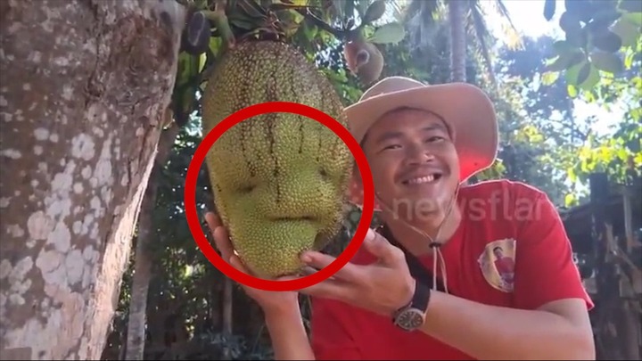 Clip: Kỳ lạ quả mít hình 