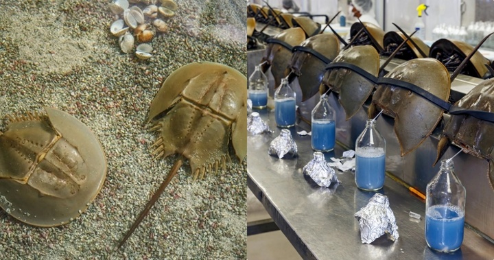 Bí ẩn về loài vật có máu màu xanh kỳ lạ, giá hơn 500 triệu đồng/lít, có nguy cơ tuyệt chủng