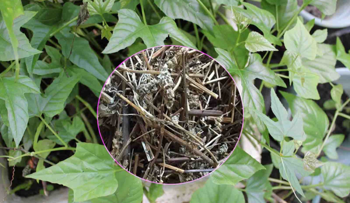 Cây chìa vôi và những bài thuốc độc đáo?