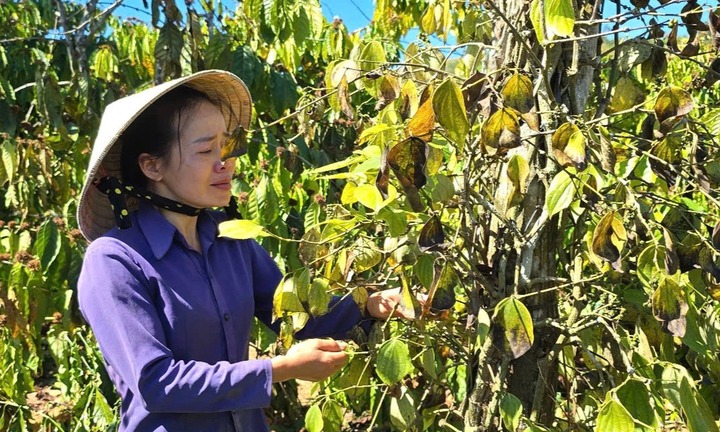 Vụ người phụ nữ khóc ngất bên vườn cà phê bị phá hoại: Nhiều 