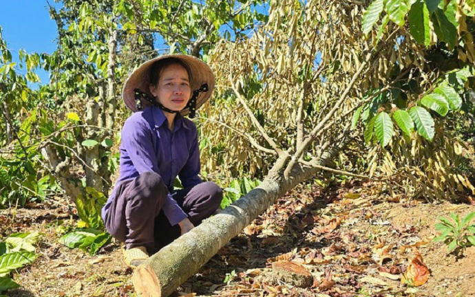 Vụ người phụ nữ khóc ngất bên vườn cà phê bị phá hoại: Hé lộ manh mối tìm ra thủ phạm