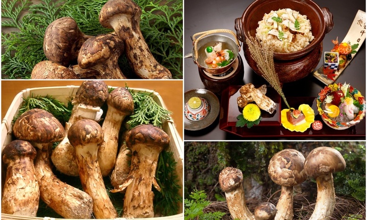 Giải mã cơn sốt nấm Matsutake - loại nấm đắt hơn vàng, giới siêu giàu lùng sục khắp thế giới