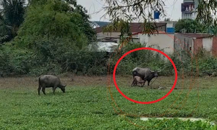 Vụ trâu húc làm 2 người đàn ông bị thương ở TP.HCM: Nhân chứng nói gì?