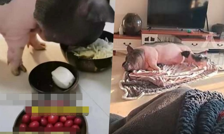 Chú lợn nặng 150kg khiến dân mạng đỏ mắt 