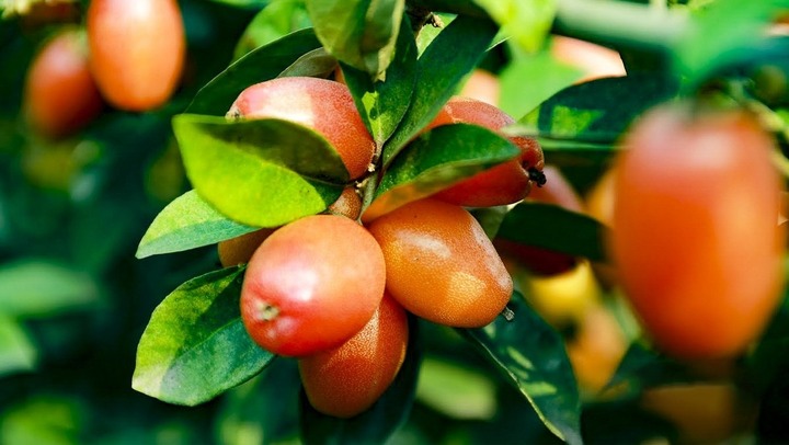 Quả nhót trị được bệnh gì?