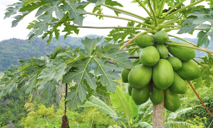 Uống nước lá và hoa đu đủ có chữa được ung thư?