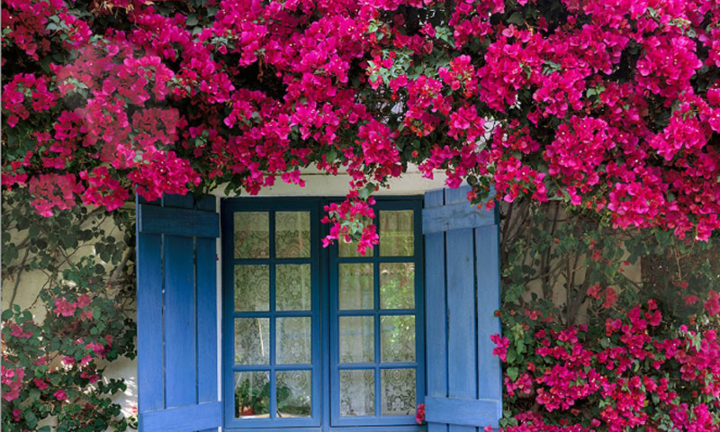 Loại nước cây hoa giấy thích nhất