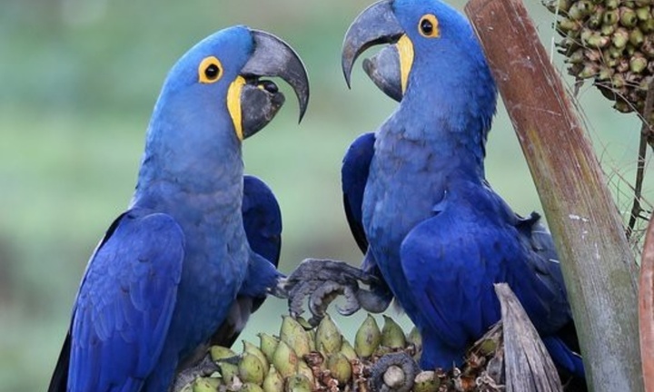 Bí ẩn loài vẹt sở hữu “siêu năng lực” mổ dừa như bóc kẹo, giá hơn 350 triệu đồng