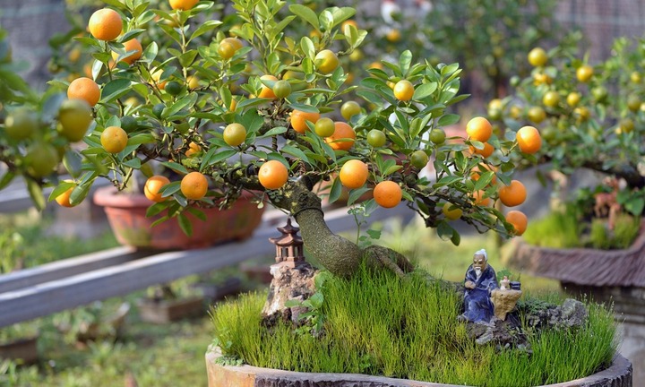 Cách chăm cây quất tươi lâu, không rụng quả, héo lá