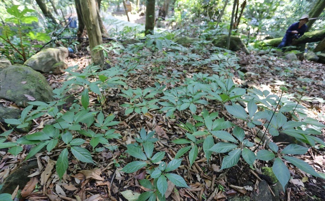 Tin tức thời sự hôm nay (2/3): Gần 4.000 gốc sâm Ngọc Linh bị nhổ trộm