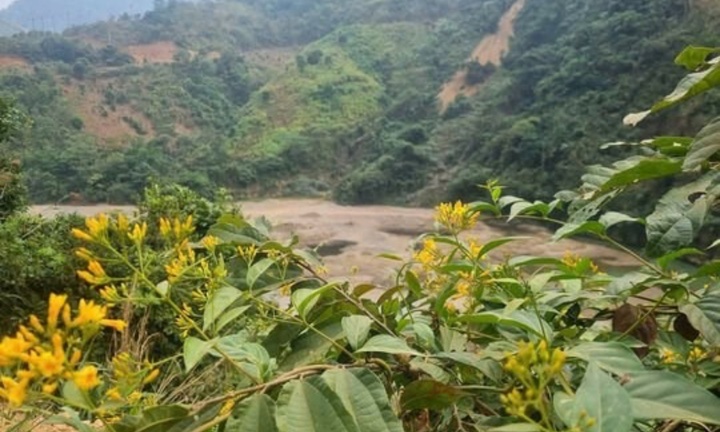 2 học sinh tiểu học ăn phải lá ngón, 1 em tử vong thương tâm