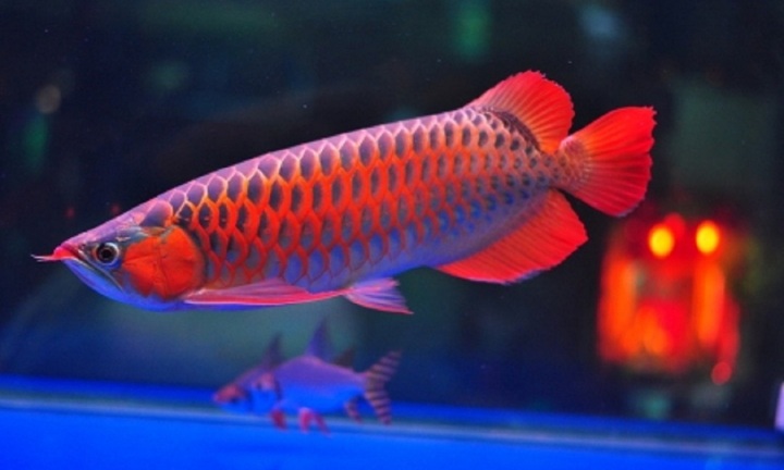 Con cá có màu đỏ chót độc lạ giá 14 tỷ, một 