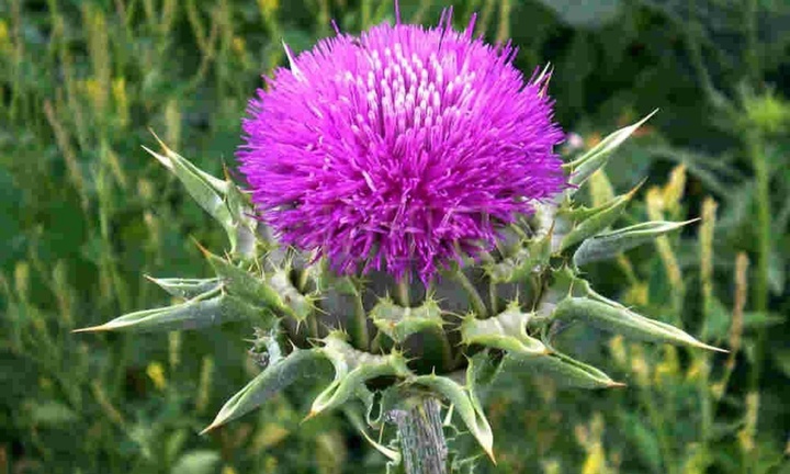 “Vệ sĩ” bảo vệ gan nhiều người không biết hay làm lơ