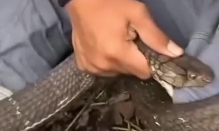 Clip: Rùng mình trước cảnh người đàn ông bị rắn hổ mang chúa cắn ngay chỗ hiểm