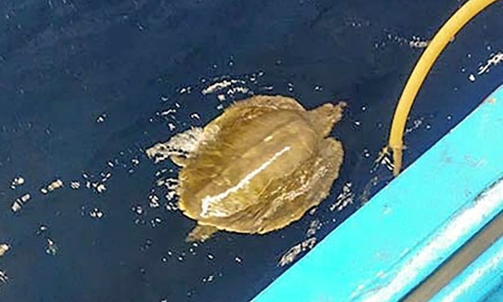 Ngư dân Bình Định cứu cá thể đồi mồi dứa quý hiếm nặng 12kg dính lưới