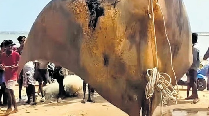  Bắt “thủy quái” nặng hơn 1 tấn, bán vội 16 triệu đồng, nhóm ngư dân gặp họa