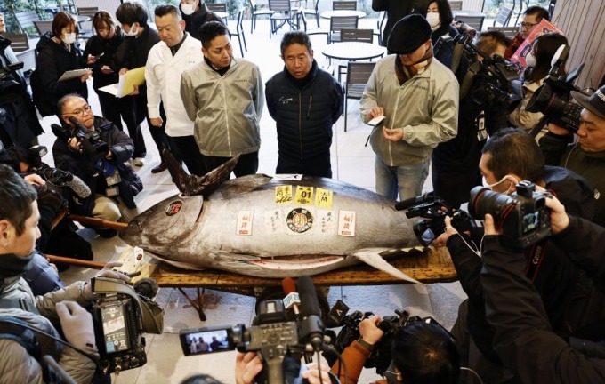 Loại cá “siêu to, siêu khổng lồ” được đại gia săn lùng, nhiều con giá chục tỷ