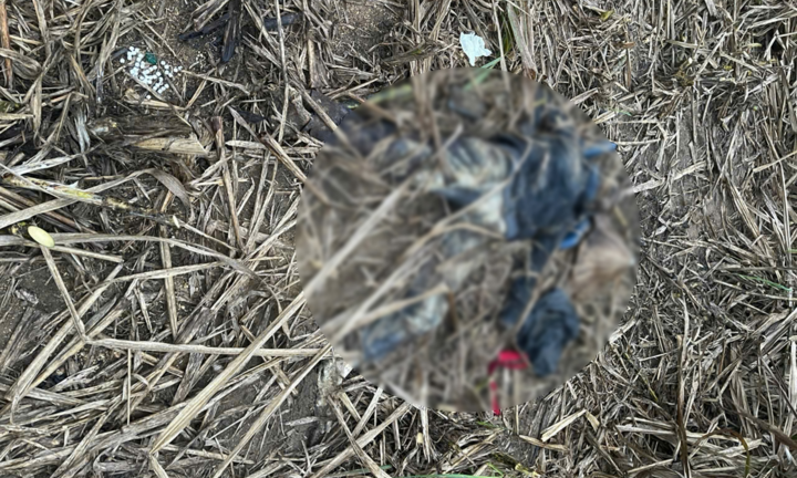 Người phụ nữ mất tích suốt 3 tháng, thi thể vừa được phát hiện trong rẫy mía