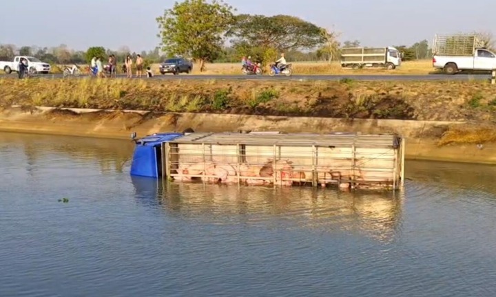 Xe tải chở lợn gặp nạn, gần 100 con chết đuối