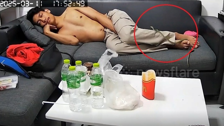 Clip: Ngủ trên ghế sofa, người đàn ông bị rắn bò lên bàn lượn lờ quanh các món ăn, trườn qua người