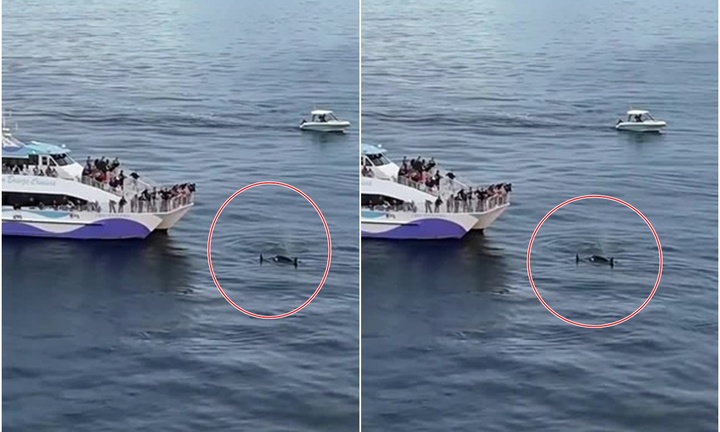 Clip: Đàn cá voi sát thủ cực hiếm xuất hiện ngoài khơi California