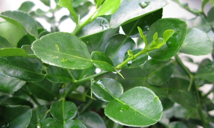 Loại lá thơm nức mũi siêu tốt cho gan