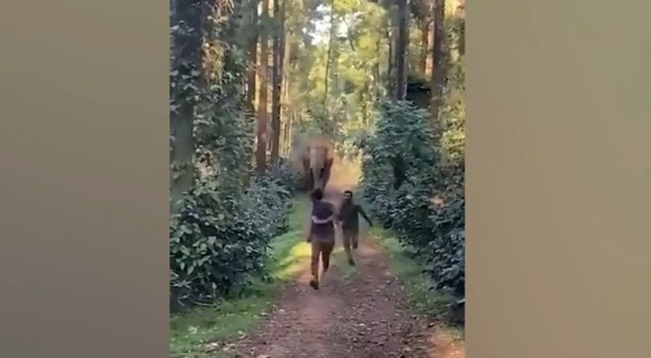 Clip: Bị voi truy đuổi, 2 nhân viên kiểm lâm bỏ chạy thục mạng