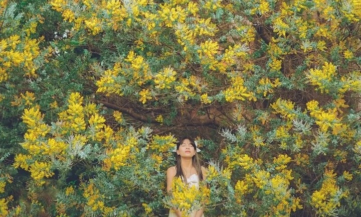  Đà Lạt và truyền thuyết loài hoa trinh nữ vàng