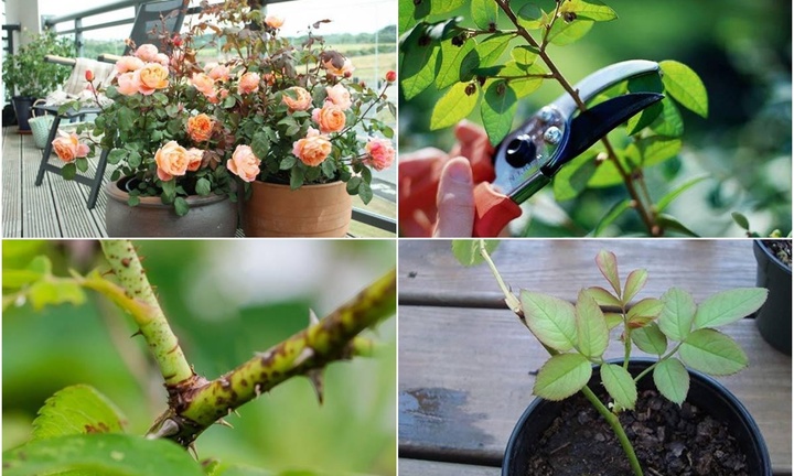 Loại hoa cứ cắm cành xuống đất là bén rễ