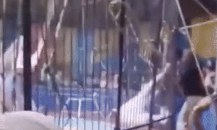 Clip: Lạnh gáy khoảnh khắc hổ nổi điên, lao tới ngoạm cánh tay nghệ sĩ