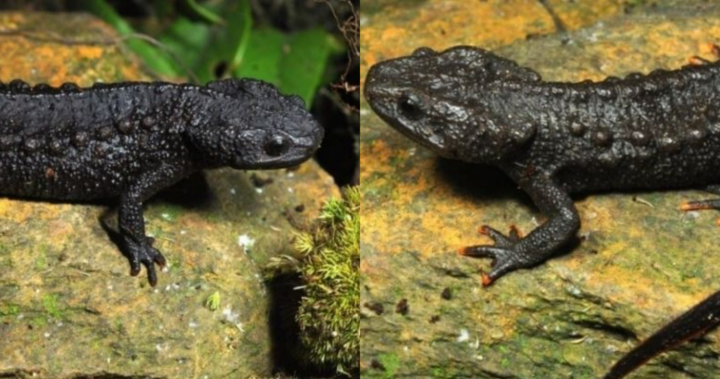 Loài vật quý hiếm chưa từng thấy trên thế giới, lần đầu tiên xuất hiện tại Việt Nam