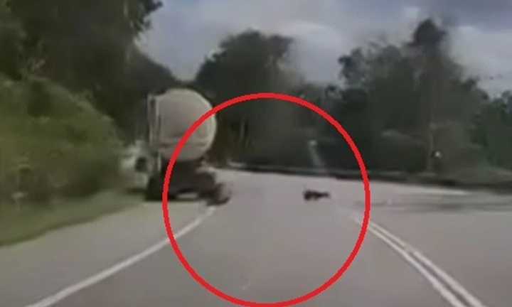 Clip: Tài xế xe tải bị báo tấn công khi dừng xe đi vệ sinh