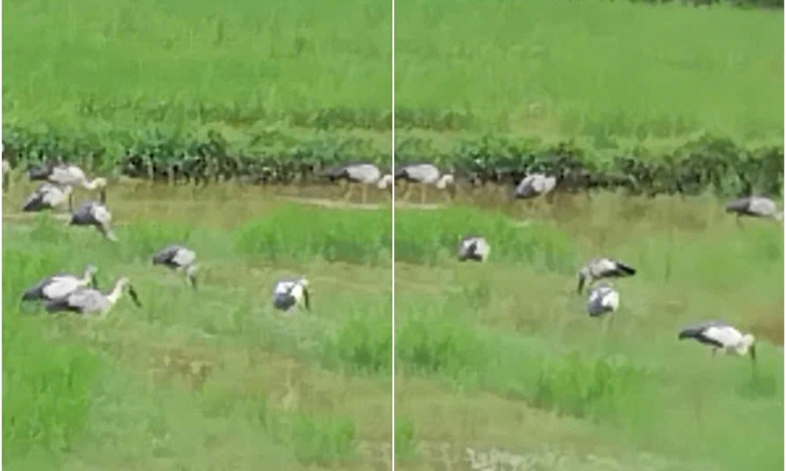 Tin tức thời sự hôm nay (8/4): Hàng trăm con cò nhạn xuất hiện trên đồng ở Huế
