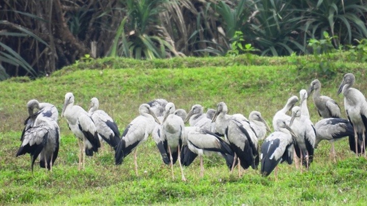 Xuất hiện loài vật quý hiếm,