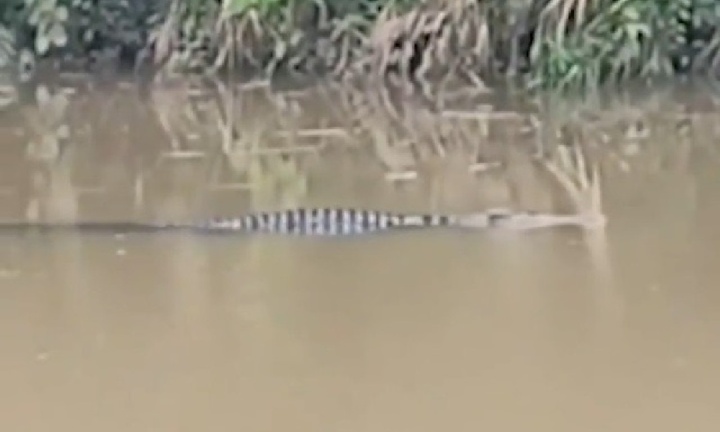 Clip: Đang bắt ốc trên sông, người đàn ông bất ngờ bị cá sấu tấn công