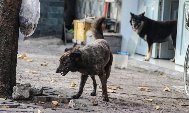 Nam thanh niên 28 tuổi tử vong sau hơn 1 tháng bị chó cắn