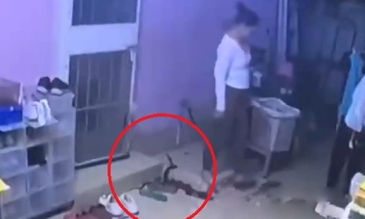 Clip: Thót tim cảnh người phụ nữ hai lần giẫm phải rắn hổ mang ở ngay cửa nhà