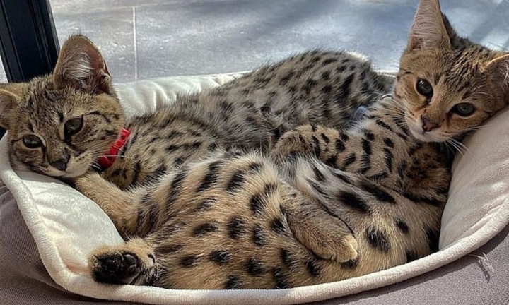 Khám phá loài mèo 